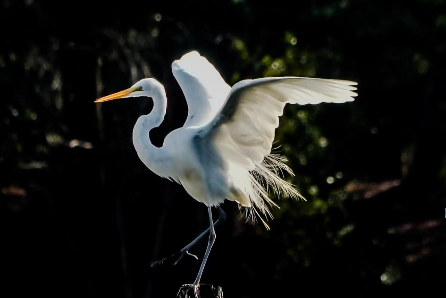 Hotel Bells Marina & Fishing - Santee Marion By I95 - Family Adventure, Pets On Request!
